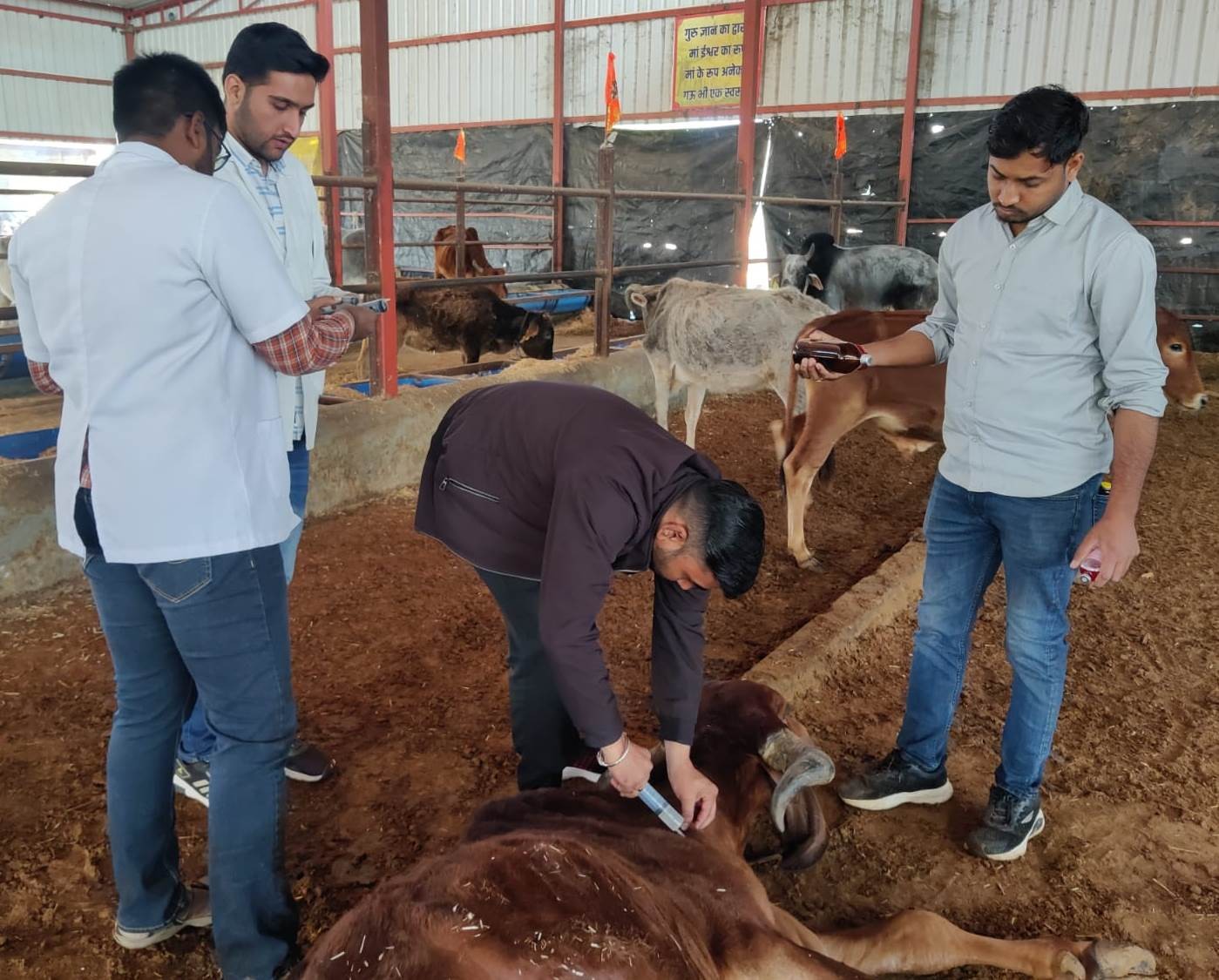 Free Animal Treatment Done at Surbhi Gaushala Govindghad Chomu on Dated 05.02.2024